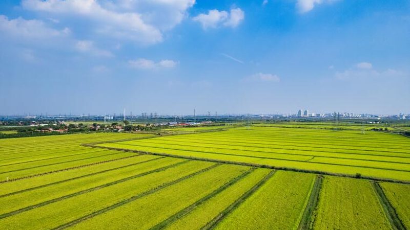 农产品批发供应链管理：规范价格背后的逻辑**