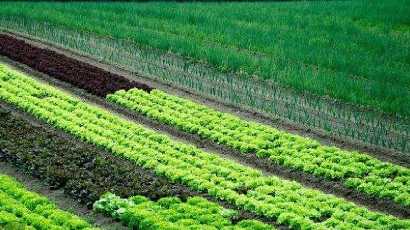休闲农业景观设计方案：打造生态与经济效益双赢的田园风光