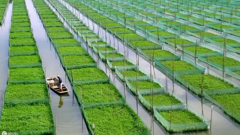 合作社注销清算报告费用解析：关键要素与合理预算