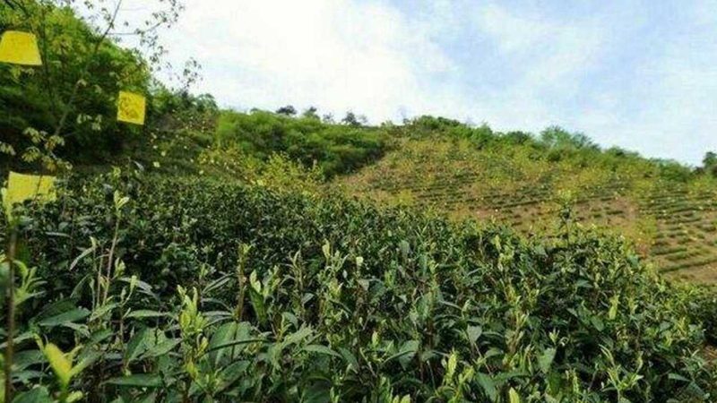 标志使用条件：申请使用绿色食品标志的企业，需具备以下条件：
