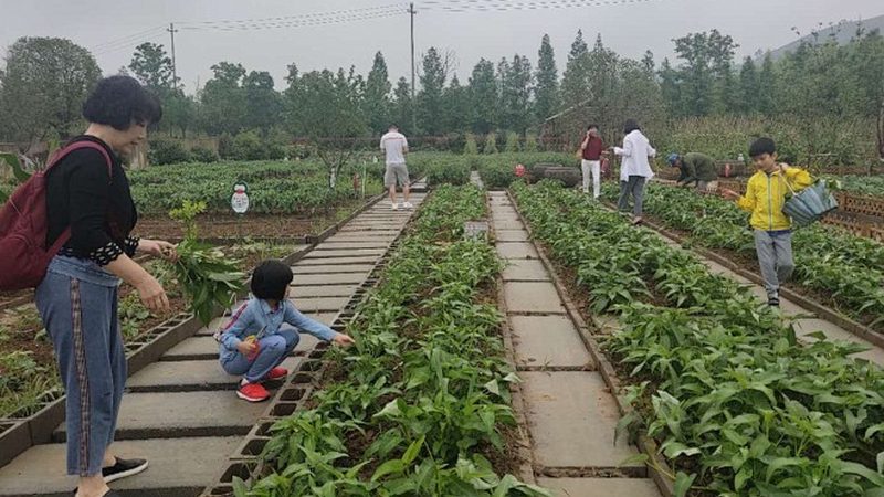 蔬菜专业合作社排名背后的考量因素