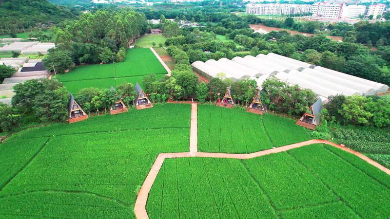 阳台农业种植肥料用量多少：科学施肥的秘诀