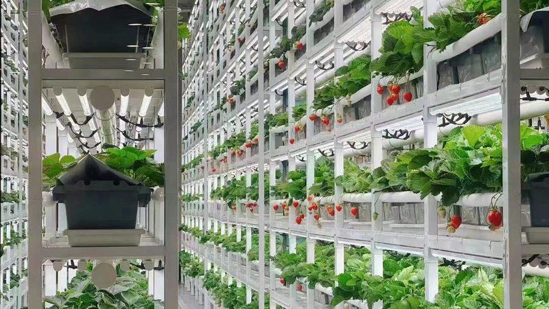 沙土地的“水果乐园”：适合种植的品种及要点