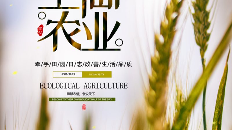 粮草轮作与养牛结合：高效农业循环的实践之道**